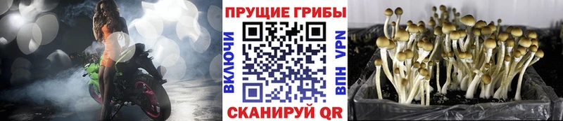 Псилоцибиновые грибы MAGIC MUSHROOMS  Борзя 